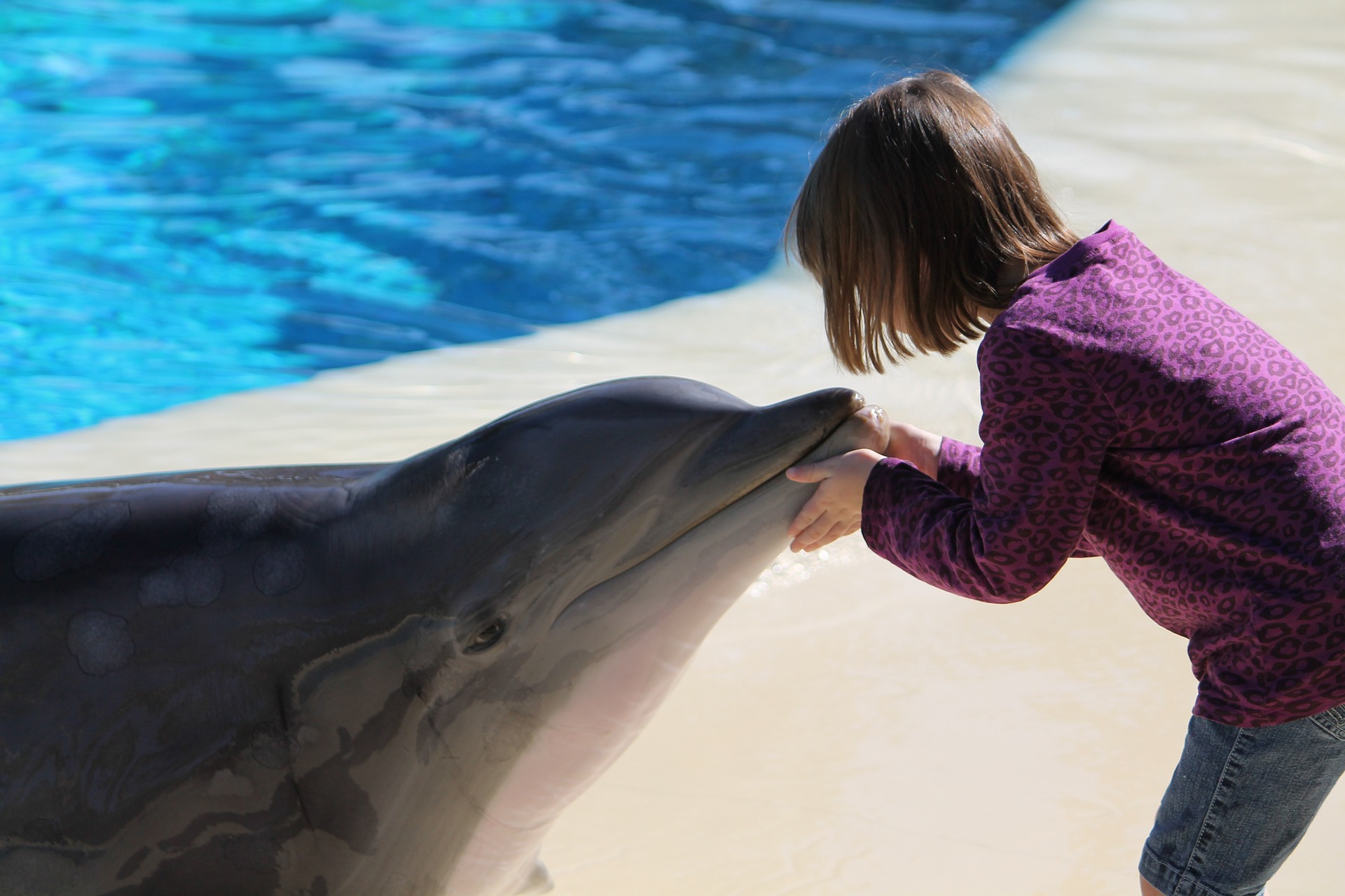 girl playing with dolphins